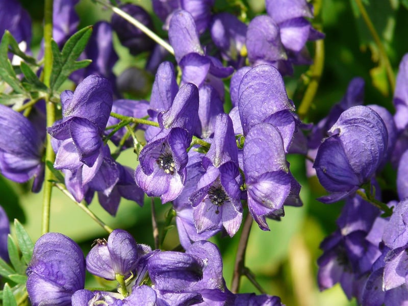Wolfsbane Plant